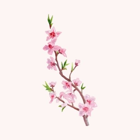 Ảnh Tết Nguyên Đán